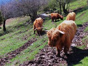 69 Mucche scozzesi (Highlander) all'Agiturismo Prati Parini